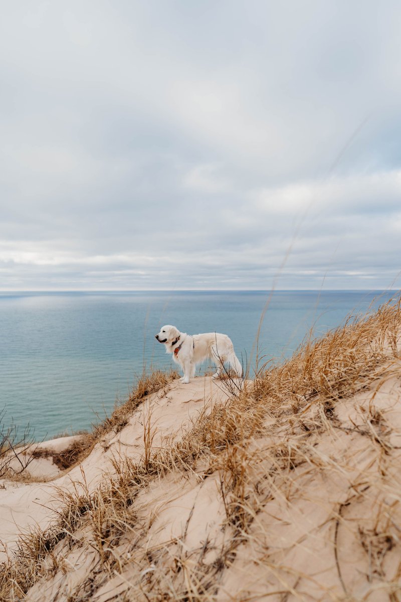 Dreaming of summer days at the beach ✨
#dogsoftwitter #puremichigan