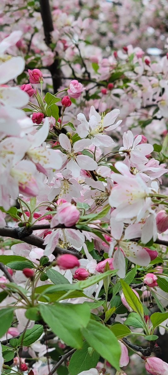 JasonKolo4's tweet photo. A #beautiful #FloweringCrabapple on my #walk this evening through #BrooksideReservation in #Cleveland! #photo #photography #photographer #getoutside https://t.co/rK4nP3C309