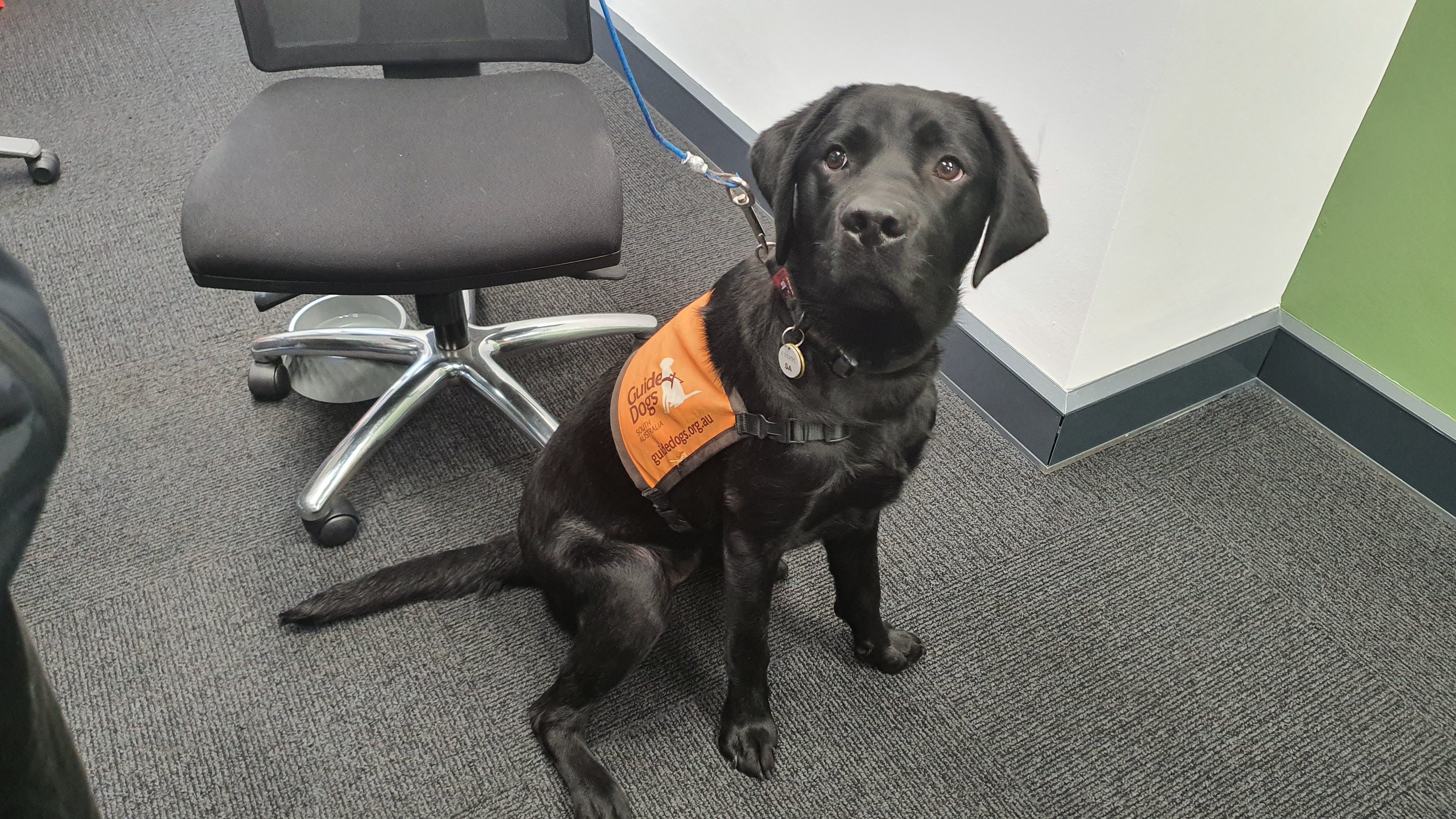 How To A Guide Dog Trainer Australia