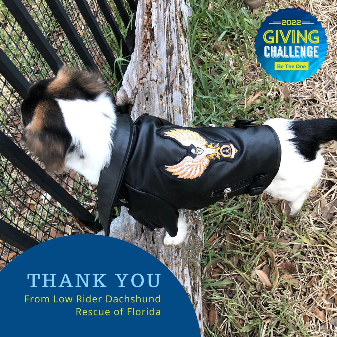 LowRiderFL's tweet photo. Who do you call to bust your fur-buddy out of the joint? Low Rider! Thank you to Edmund Cole for donating.
 #BeTheOne make a difference https://t.co/IrAE98R7F1
#GivingChallenge2022 #ThePattersonFoundation #TheCommunityFoundationofSarasotaCounty #harleydavidson #hogsfordogs https://t.co/t45a439rfX