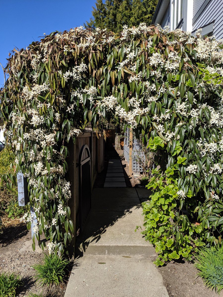TJDoubleU14's tweet photo. A young woman used a hedge trimmer to hack my entrance vine that took 7 years to be what it was! It was growing back and forth and she hacked it so bad it died off! Their resolution was to have their team fertilize it to “give it a boost!“ #horrified @BHGardenLawn https://t.co/zeypeNV8Lp