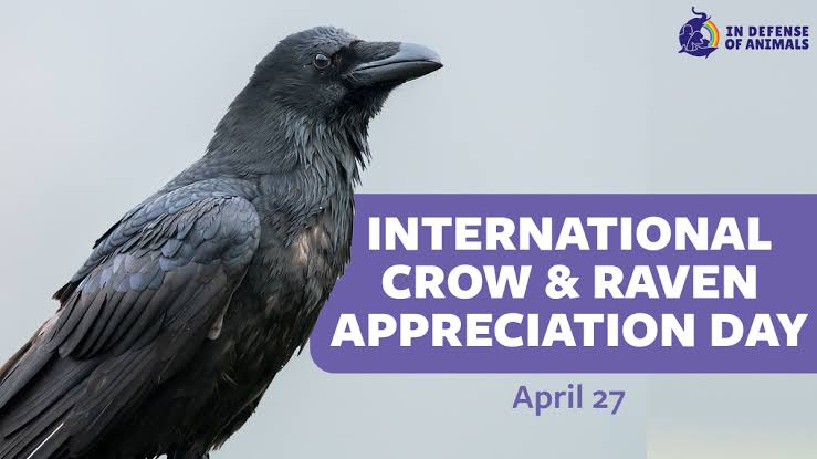 Chandimalsilva's tweet photo. #crowday
Lets protect crows &Raven #birds #SriLanka #birding #BirdTwitter 😉 https://t.co/VMIZLjcmXc