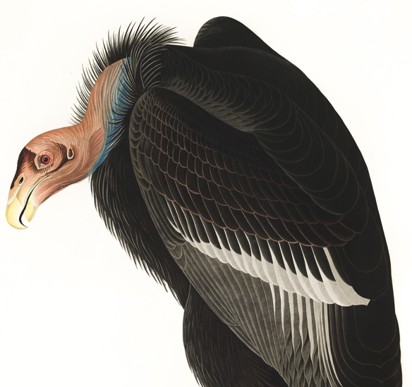 birdsofamerica_'s tweet photo. A little sneak-peak at #426 of 435 - the California  #Vulture.

This #NFT has the rare "critically endangered" trait, which it layers with the "carnivore" attribute. This stunning work of #fineart will be randomly assigned at public #NFTMint next month.

#birdsofamericanft #birds https://t.co/oqMoSaG85E