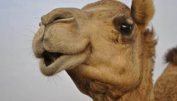 ده الكائن الوحيد البخزن المويه م انتوا...سامعين ؟!