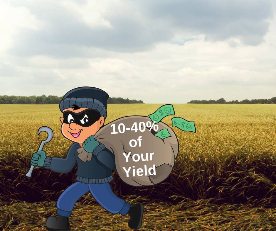 gppa_precision's tweet photo. Are you being robbed of 10-40% of your yield because of improper pH? Grid sampling allows you to only apply lime where you need it. #GPPA #AgPros 620-786-0758 https://t.co/khgAAXaHJe https://t.co/2OCOKzXkwk