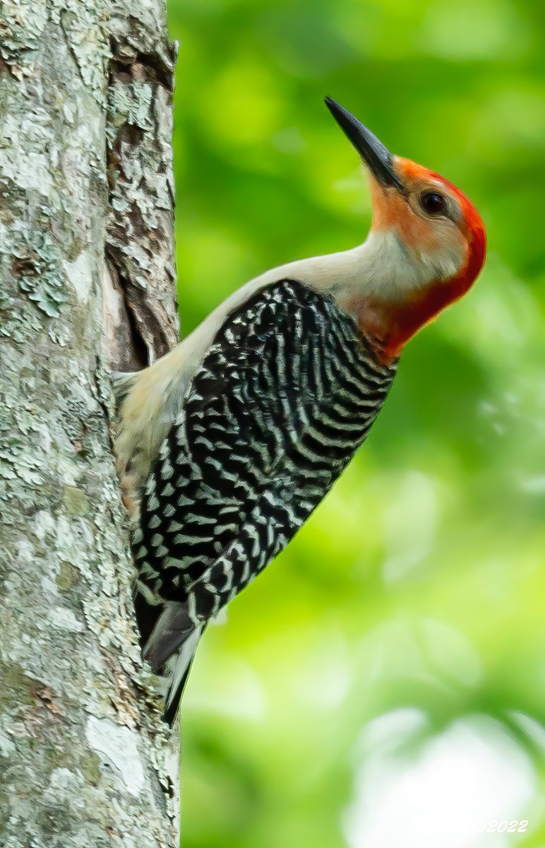 Late afternoon Red-bellied Woodpecker.
#TwitterNatureCommunity #NaturePhotography #naturelovers #birding #birdphotography #wildlifephotography #WoodpeckersOfTwitter #RedBelliedWoodpecker