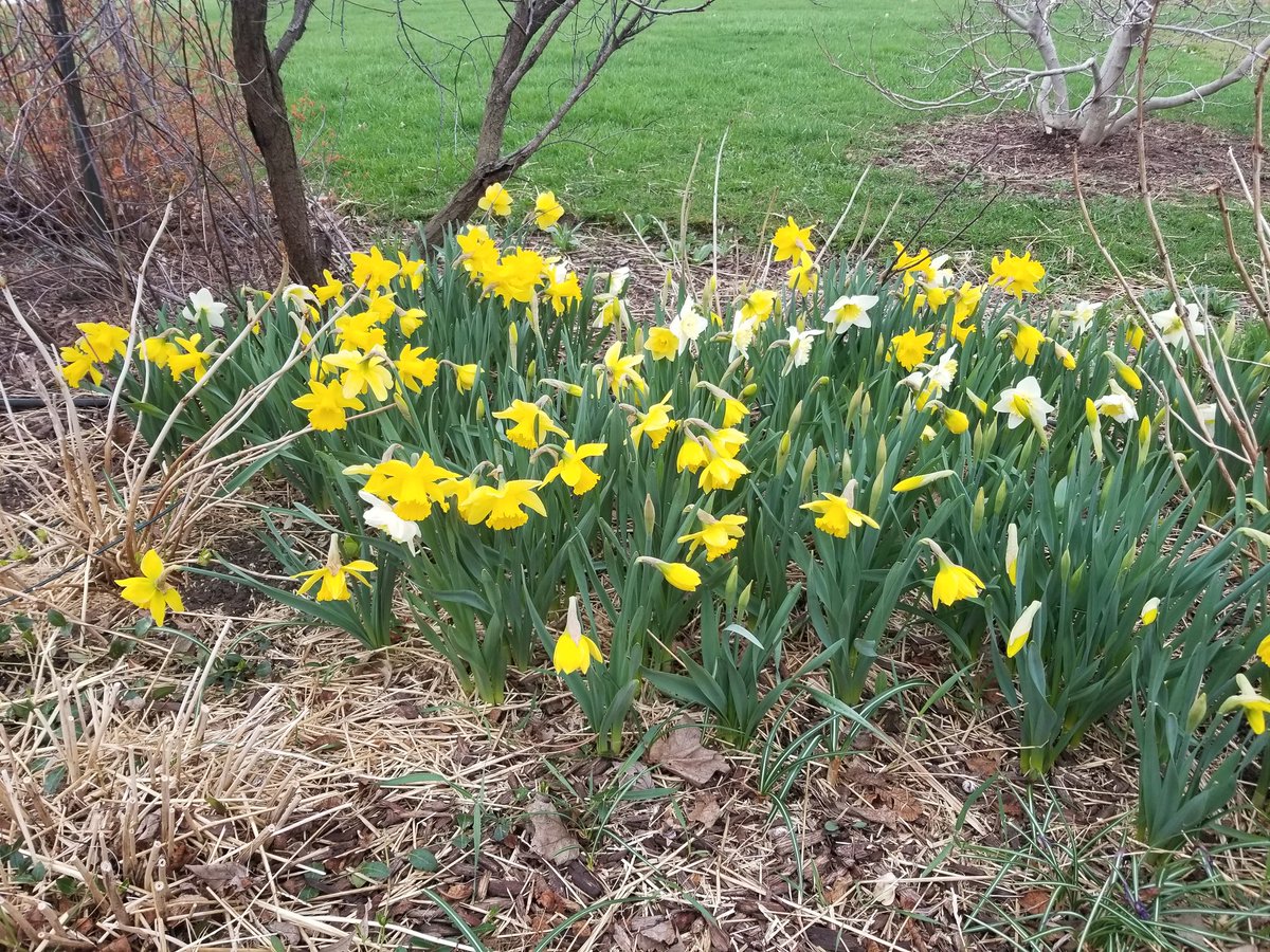 MarkC_289's tweet photo. After a high of 26C (almost 70F) on Sunday the Daffodils really started to show their stuff!
#gardening #gardeners #YardWorkOut https://t.co/dUXRDPFaDg