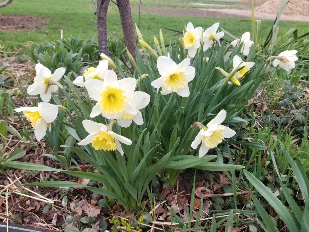MarkC_289's tweet photo. After a high of 26C (almost 70F) on Sunday the Daffodils really started to show their stuff!
#gardening #gardeners #YardWorkOut https://t.co/dUXRDPFaDg