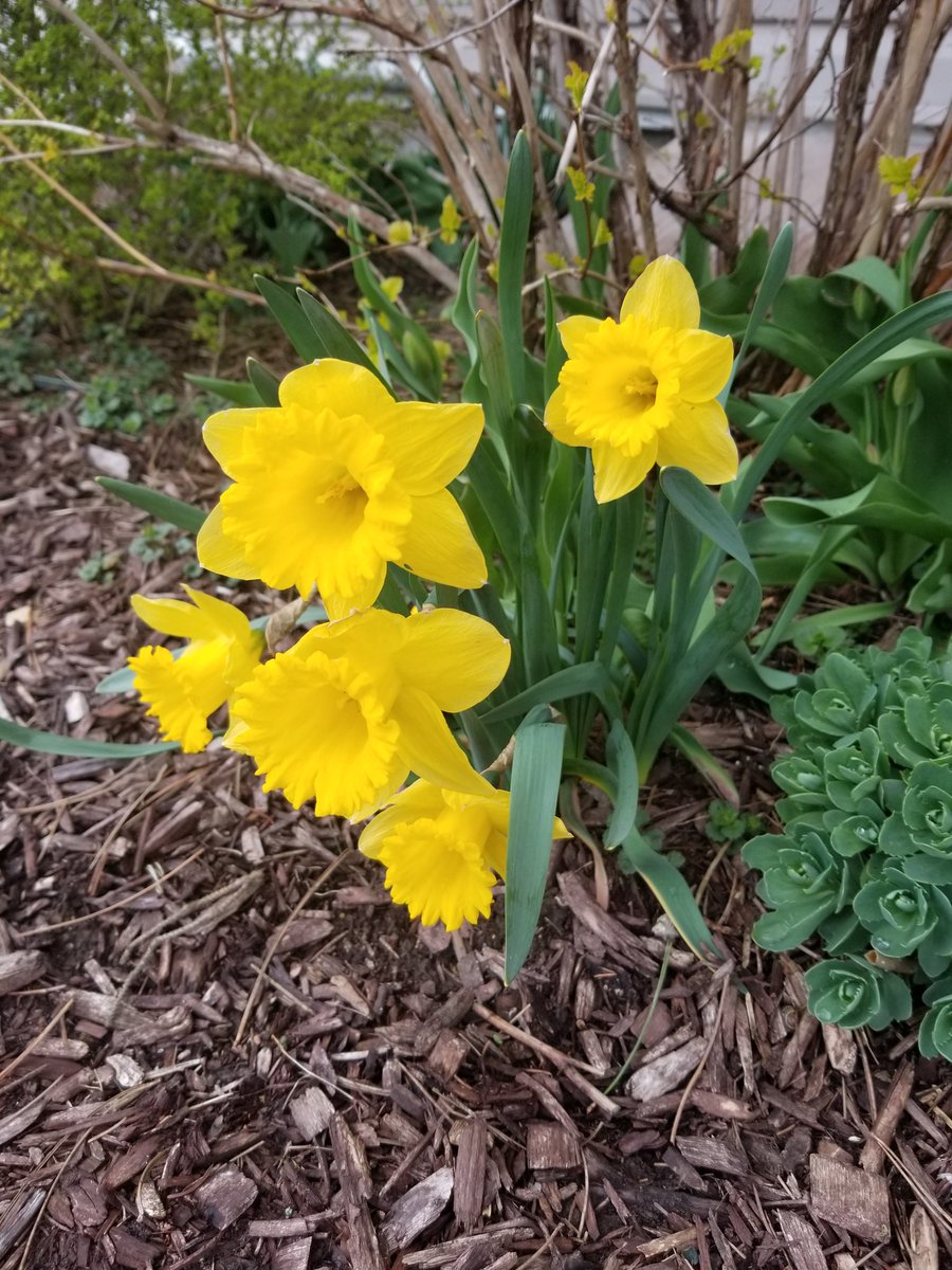 MarkC_289's tweet photo. After a high of 26C (almost 70F) on Sunday the Daffodils really started to show their stuff!
#gardening #gardeners #YardWorkOut https://t.co/dUXRDPFaDg
