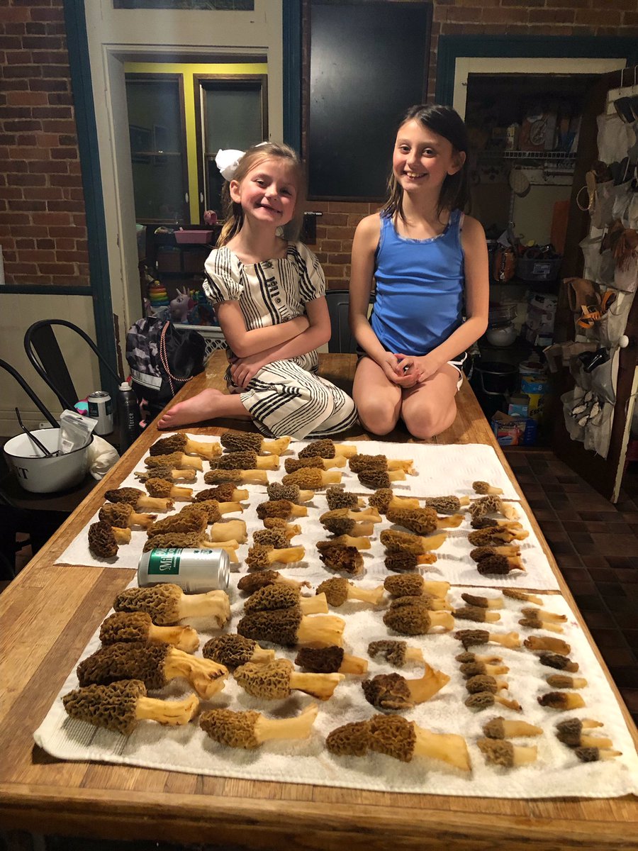 paulbishopii's tweet photo. Here’s some pics of the last 24 hrs finds getting by ready to be put away for a morel feast tomorrow evening…welcome Bailee and piper again like always. #morels #unreal #backthursday https://t.co/VcGHj9SjZ3