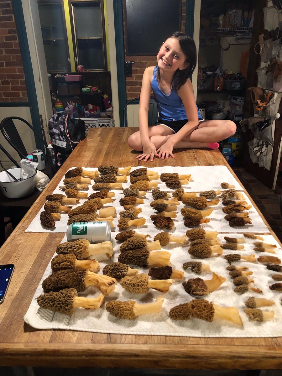 paulbishopii's tweet photo. Here’s some pics of the last 24 hrs finds getting by ready to be put away for a morel feast tomorrow evening…welcome Bailee and piper again like always. #morels #unreal #backthursday https://t.co/VcGHj9SjZ3