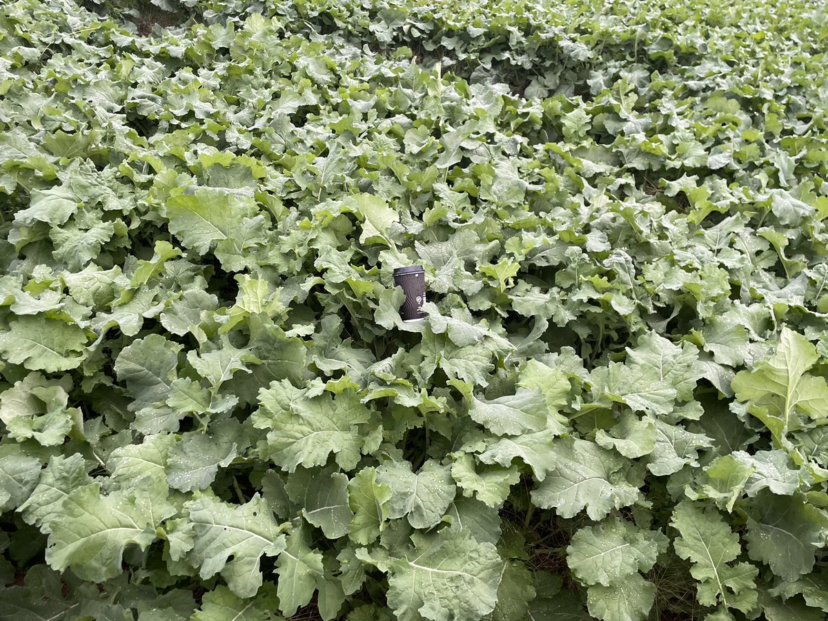 brendon_mcc's tweet photo. Feast (more like Beast) canola sown 11/3 west of temora loving the conditions 🌧+🌞+🐑=🥩+(🤞)💰 21/3 v’s 27/3. https://t.co/yArZurS2Ph