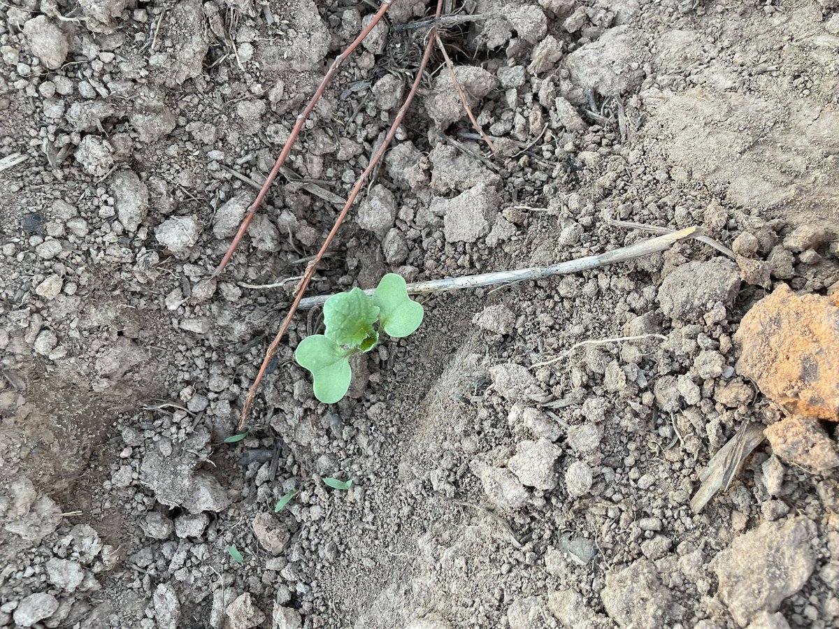 brendon_mcc's tweet photo. Feast (more like Beast) canola sown 11/3 west of temora loving the conditions 🌧+🌞+🐑=🥩+(🤞)💰 21/3 v’s 27/3. https://t.co/yArZurS2Ph