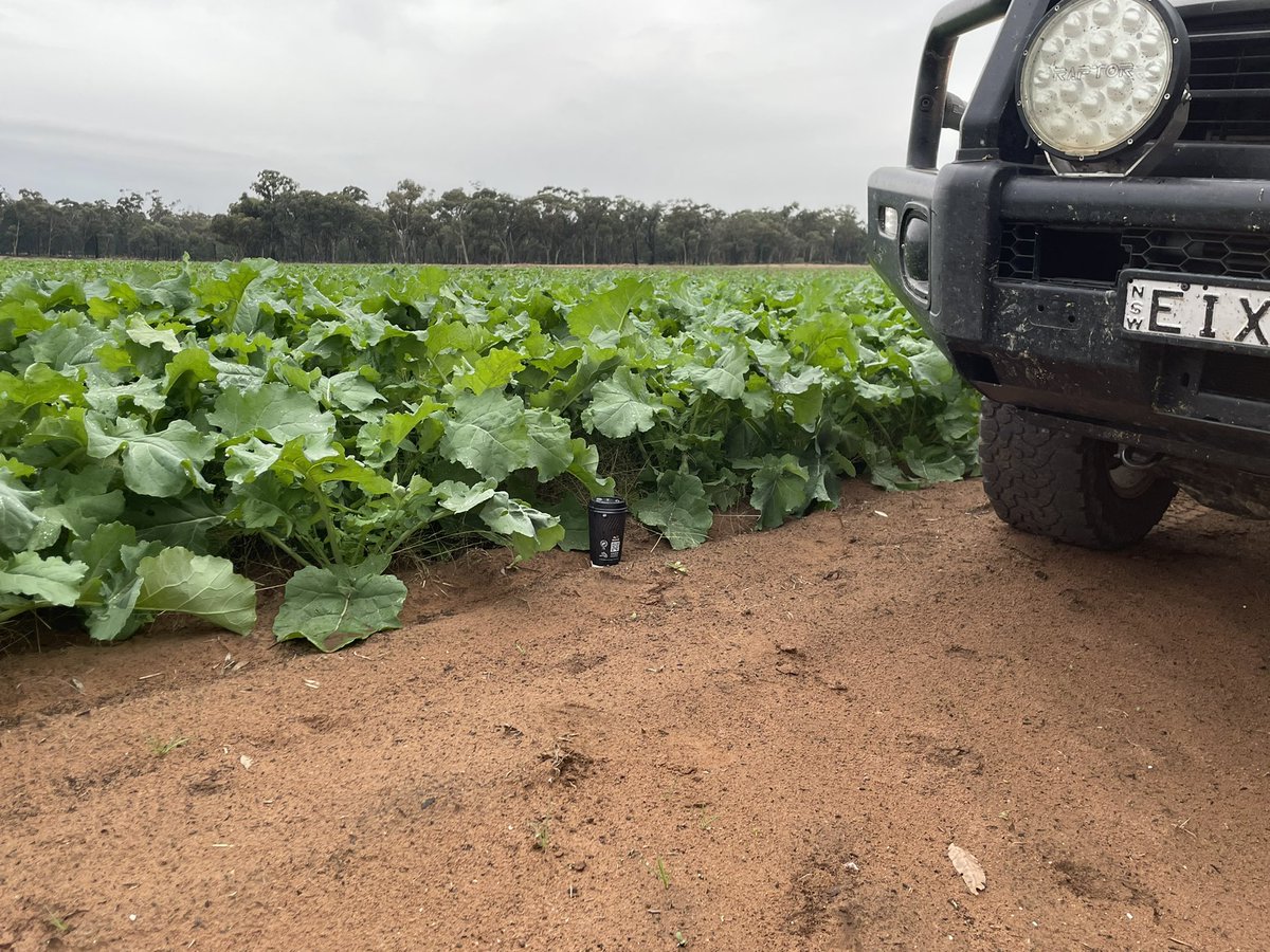 brendon_mcc's tweet photo. Feast (more like Beast) canola sown 11/3 west of temora loving the conditions 🌧+🌞+🐑=🥩+(🤞)💰 21/3 v’s 27/3. https://t.co/yArZurS2Ph
