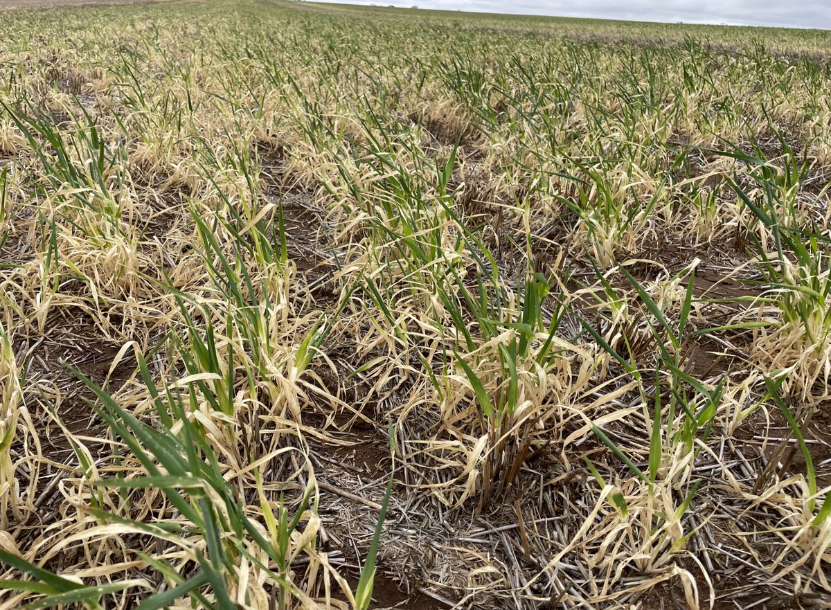 Matt Witney tweet media