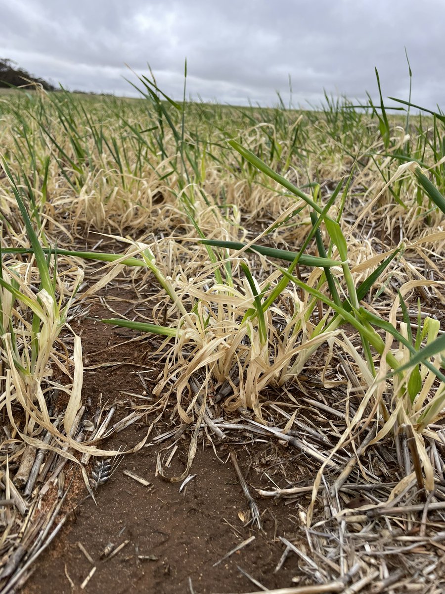 Matt Witney tweet media