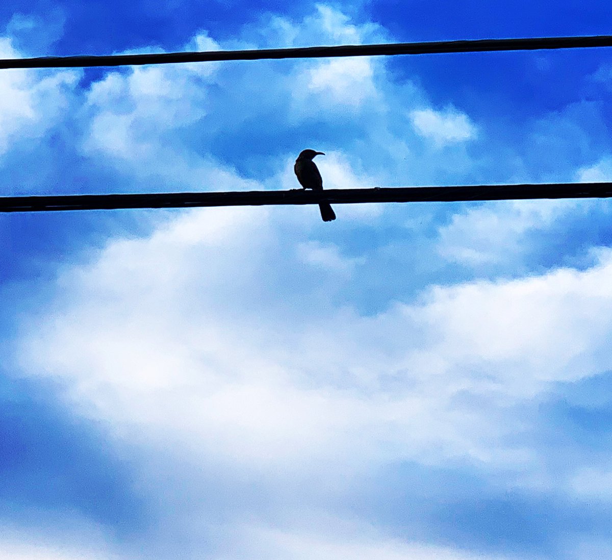 Mockingbird on a wire