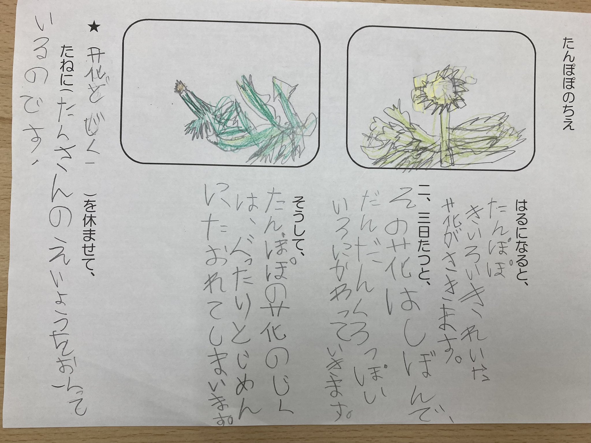 Twitter 上的 虹の風 学修館 小学2年生 国語 たんぽぽのちえ たんぽぽの花はどうやって綿毛になるのかな 動画を見ると 一度閉じて綿毛になっている 教科書から読み取って まとめています 虹の風 国語 たんぽぽ T Co Ve4awp8gnc