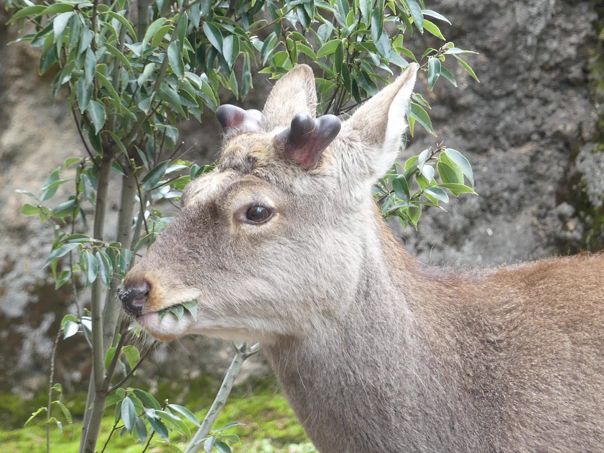 上野動物園［公式］ on X: 