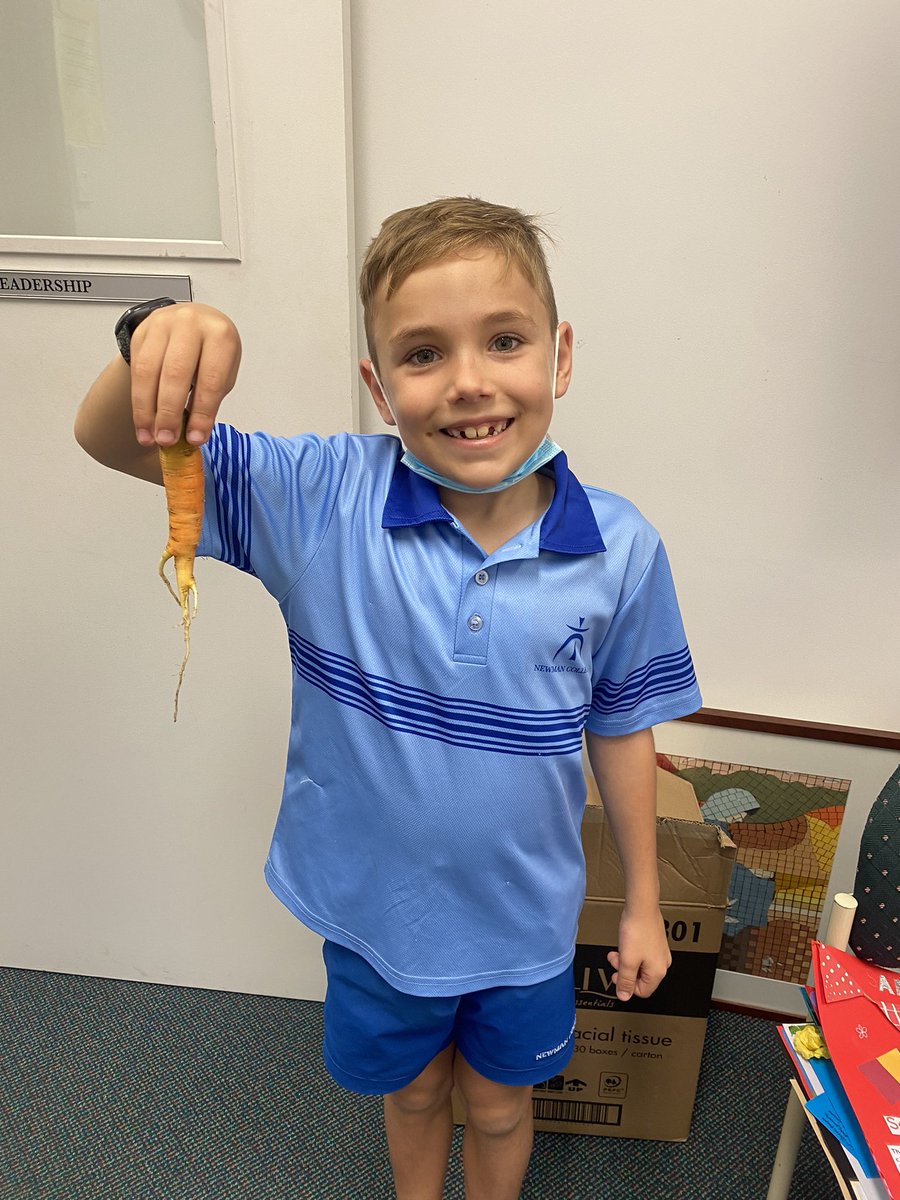 Carrot harvested from the year 3 garden. Leo was excited to share his hard work looking after the garden in term 1. Always lovely to celebrate with students. <a href="/NewmanCollegeWA/">Newman College</a> <a href="/LisaMcclue/">Lisa McClue</a>