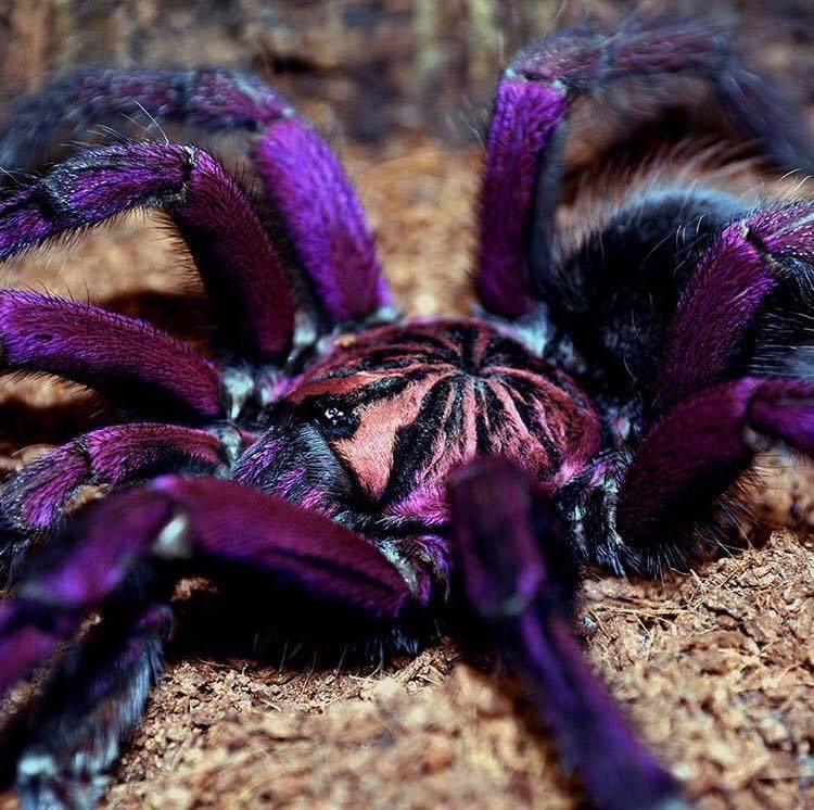 EnsedeCiencia's tweet photo. Si vives en Colombia o Brasil, eres afortunado, porque la Pamphobeteus nigricolor habita los bosques de tu nación. https://t.co/eD0fM6coeo