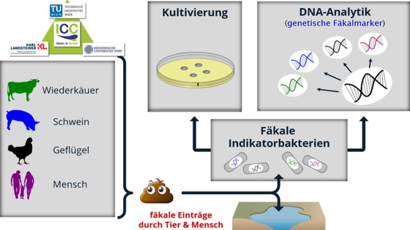 ICCwaterhealth's tweet photo. Save the Date: 20.05.2022 #LangeNachtderForschung #LndF
We proudly present our #ICCwaterandhealth station at Aula der Wissenschaften in #Vienna.
We hope to see you there!
#water #science #dna #microbialsourcetracking #microbiology https://t.co/RwwJL2eAtW