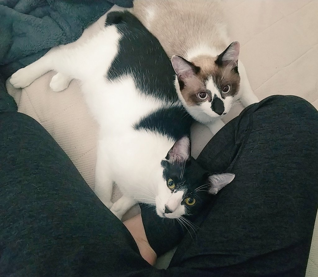 疲れが吹っ飛ぶ 帰宅する飼い主さんがいつも見ている愛猫のお出迎えがかわいい 足音や車のエンジン音を聞き分けられる Togetter