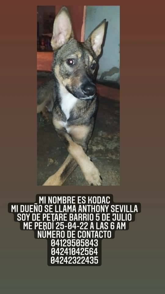 PerroUsuario's tweet photo. #SeBusca  Petare, Barrio 5 de Julio https://t.co/n3jVyCLtlD
