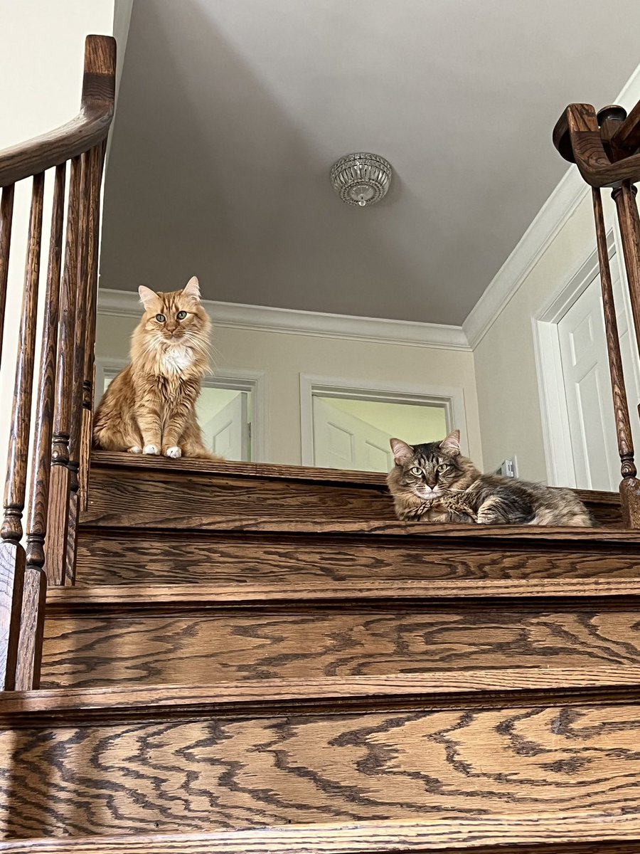 M3 ✅ starting M4 with step 2 dedicated at home…These two judge me when I take breaks for too long 🧐