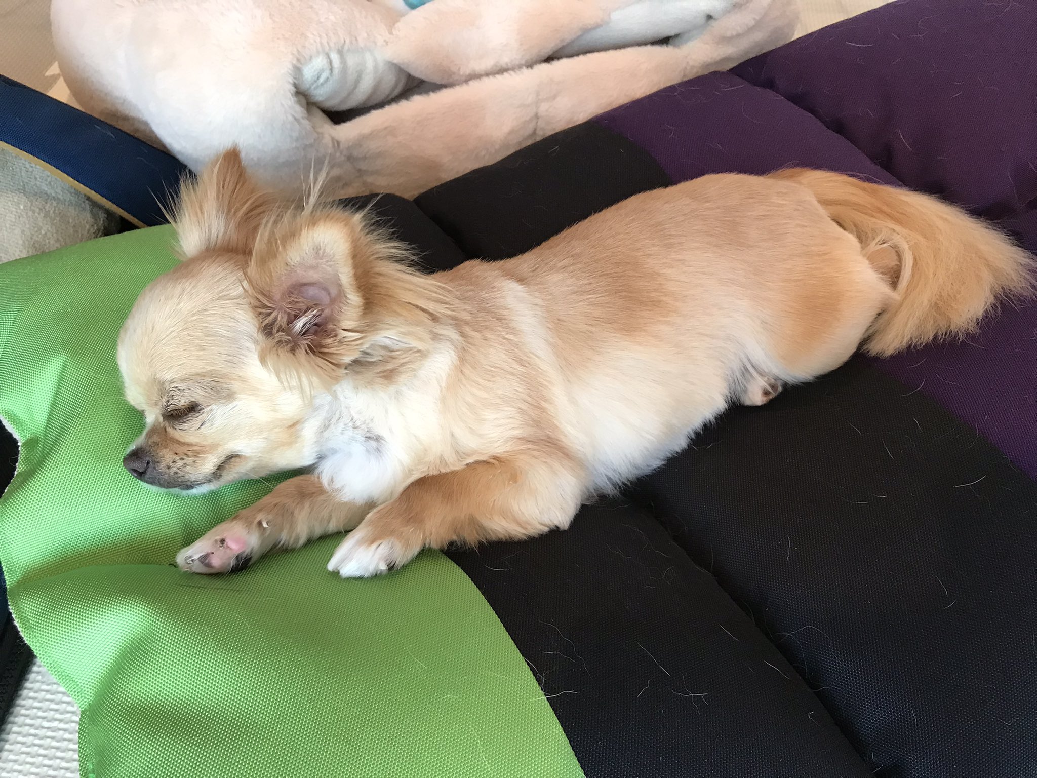 うちのチワワたち Doratenwan Twitter