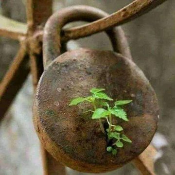 जब मानव का अस्तित्व खत्म हो जाता हैं ।तो प्रकृति वो जगह लेे लेती हैं । प्रकृति साफ संदेश देती हैं ।
आप मेहमान हो मालिक नहीं l #Nature