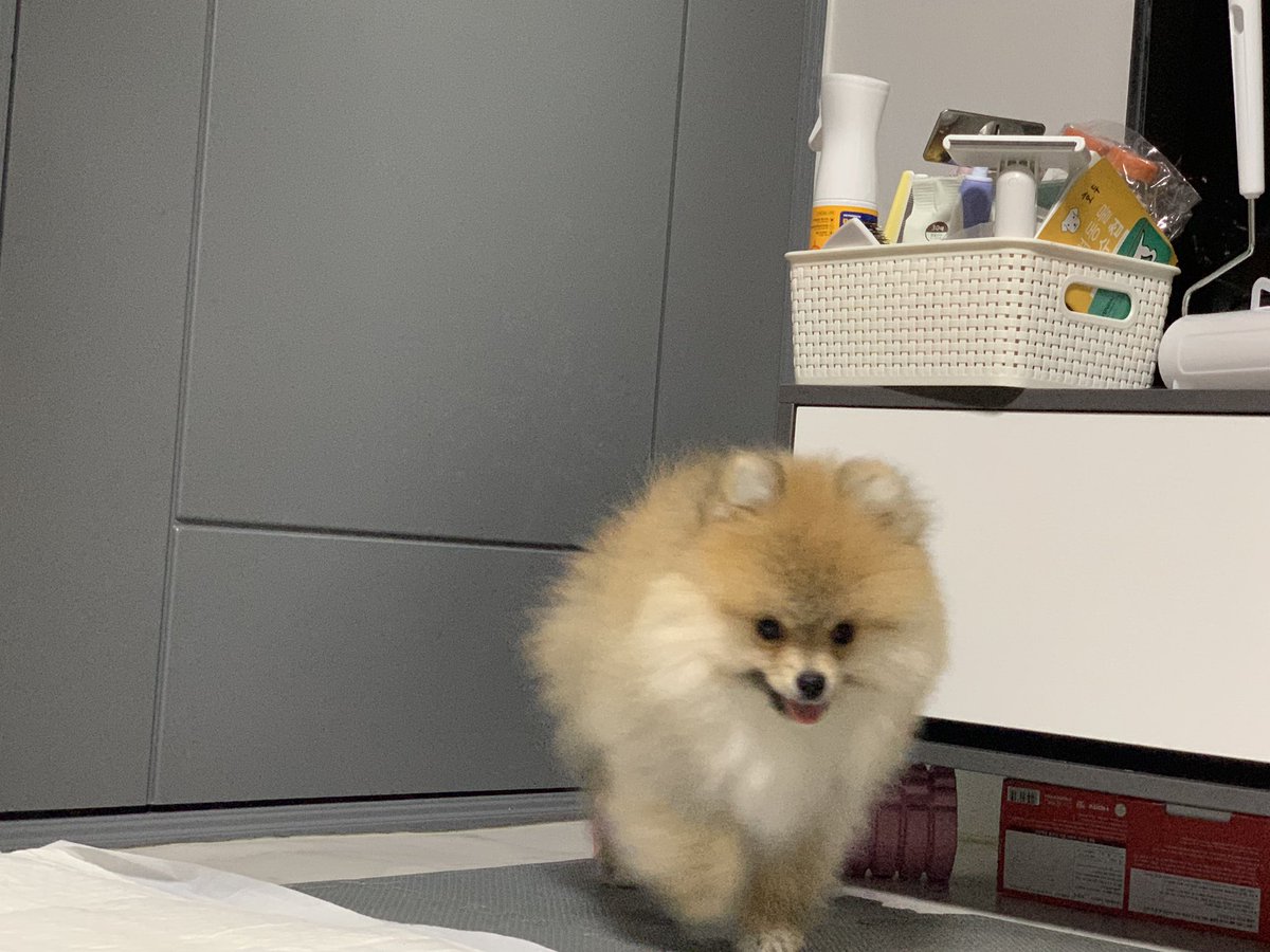 Tan122603's tweet photo. 자는 호두를 부르면? https://t.co/j4G2Y3S7tL