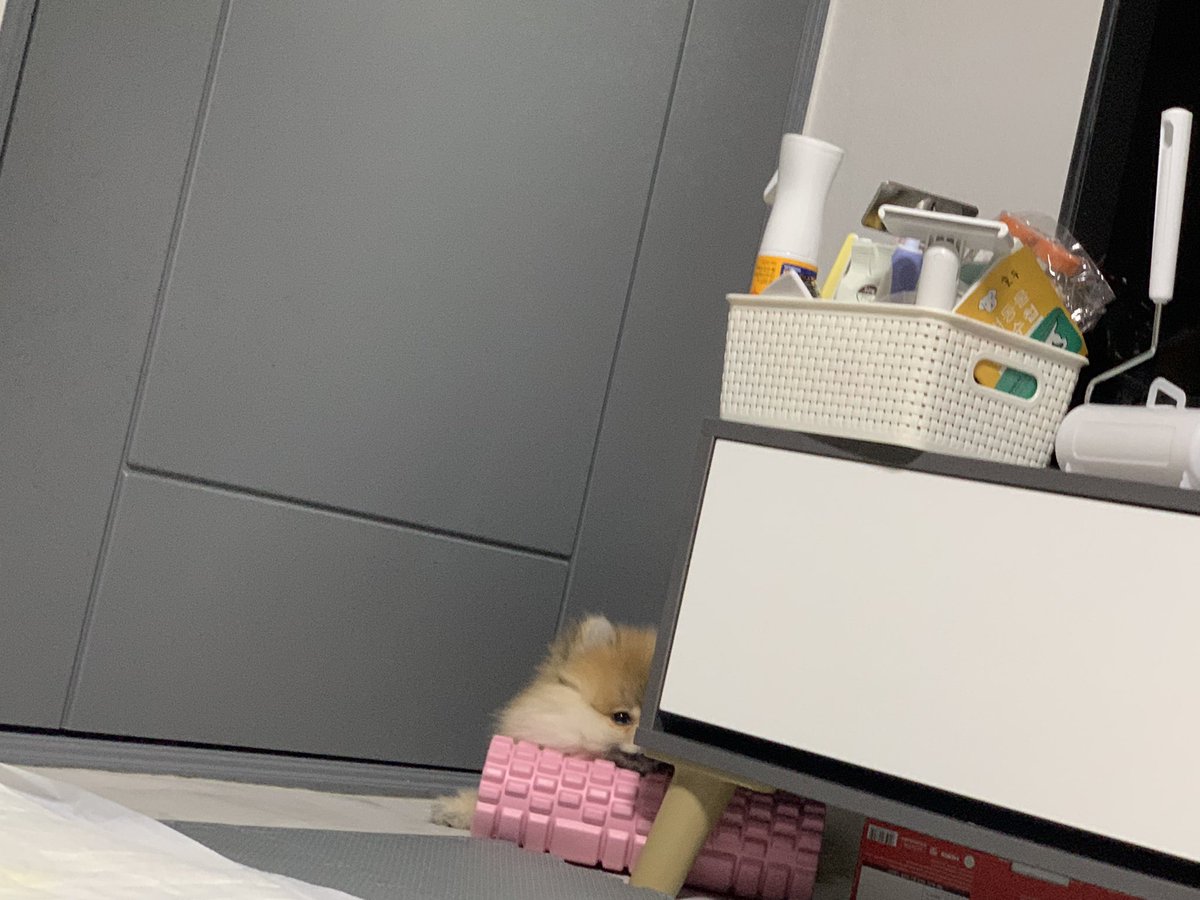Tan122603's tweet photo. 자는 호두를 부르면? https://t.co/j4G2Y3S7tL