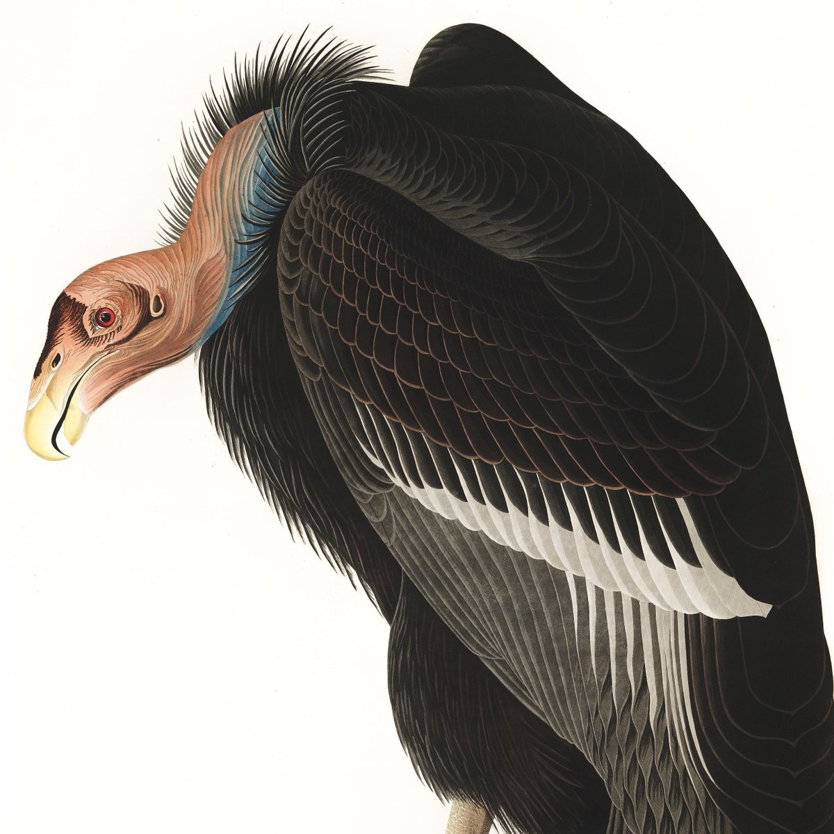 birdsofamerica_'s tweet photo. @SkurpySocial Here's a sneak-peak at #426 of the 435-piece #birdsofamericanft collection… the California #Vulture. This #NFT is ~top 10 in rarity, with "critically endangered" &amp; "carnivore" traits, w/ artist quotes. This stunning work of #fineart will be randomly assigned at #NFTMint in May! https://t.co/72CHYNs5TU