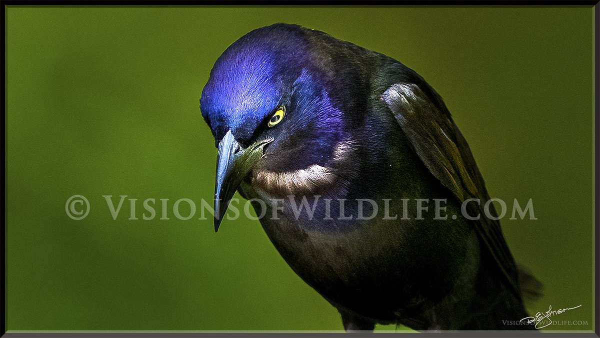 VisionsOfWildli's tweet photo. #wildlife #wildlifephotography #nature #nft #naturephotography #NFTCommunity #nftphotographer #photography #birdphotography #birdwatching #grackle https://t.co/lsodmH8uXh