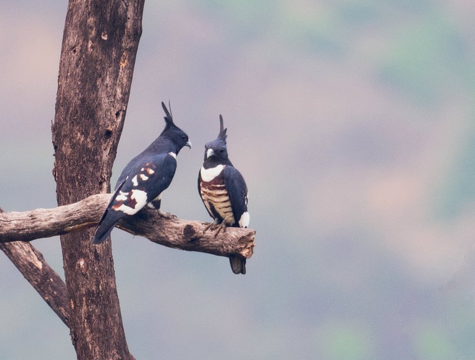 Love is in the air,
we are Black baza pair💗
Rongtong tea gardens, Siliguri
#indiaves #ThePhotoHour
#BBCWildlifePOTD #TwitterNatureCommunity #BirdsSeenIn2022 #birdphotography #Raptors #nikonphotography #wildlifephotography