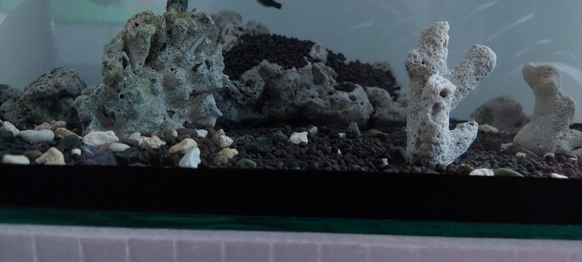 ashenone07's tweet image. Finally started my hobby. I planted a couple of seeds in the bottom and hoping after a week to see them grow.