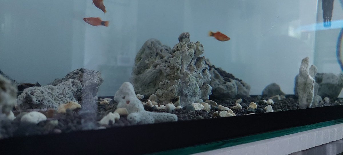ashenone07's tweet image. Finally started my hobby. I planted a couple of seeds in the bottom and hoping after a week to see them grow.