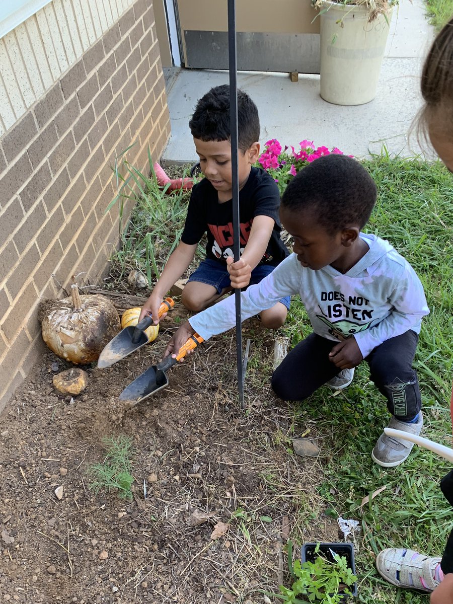 jscoop156's tweet photo. PreK students are getting hands on gardening experience during our gardening unit! We pulled weeds then collaborated in teams to plant an herb garden!🌿🪴🌱@SardisESNC @UCPSNC https://t.co/1B7KCIBcj1
