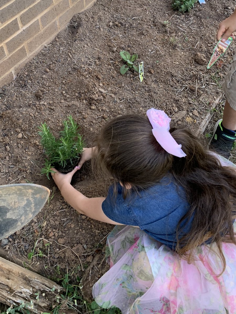 jscoop156's tweet photo. PreK students are getting hands on gardening experience during our gardening unit! We pulled weeds then collaborated in teams to plant an herb garden!🌿🪴🌱@SardisESNC @UCPSNC https://t.co/1B7KCIBcj1