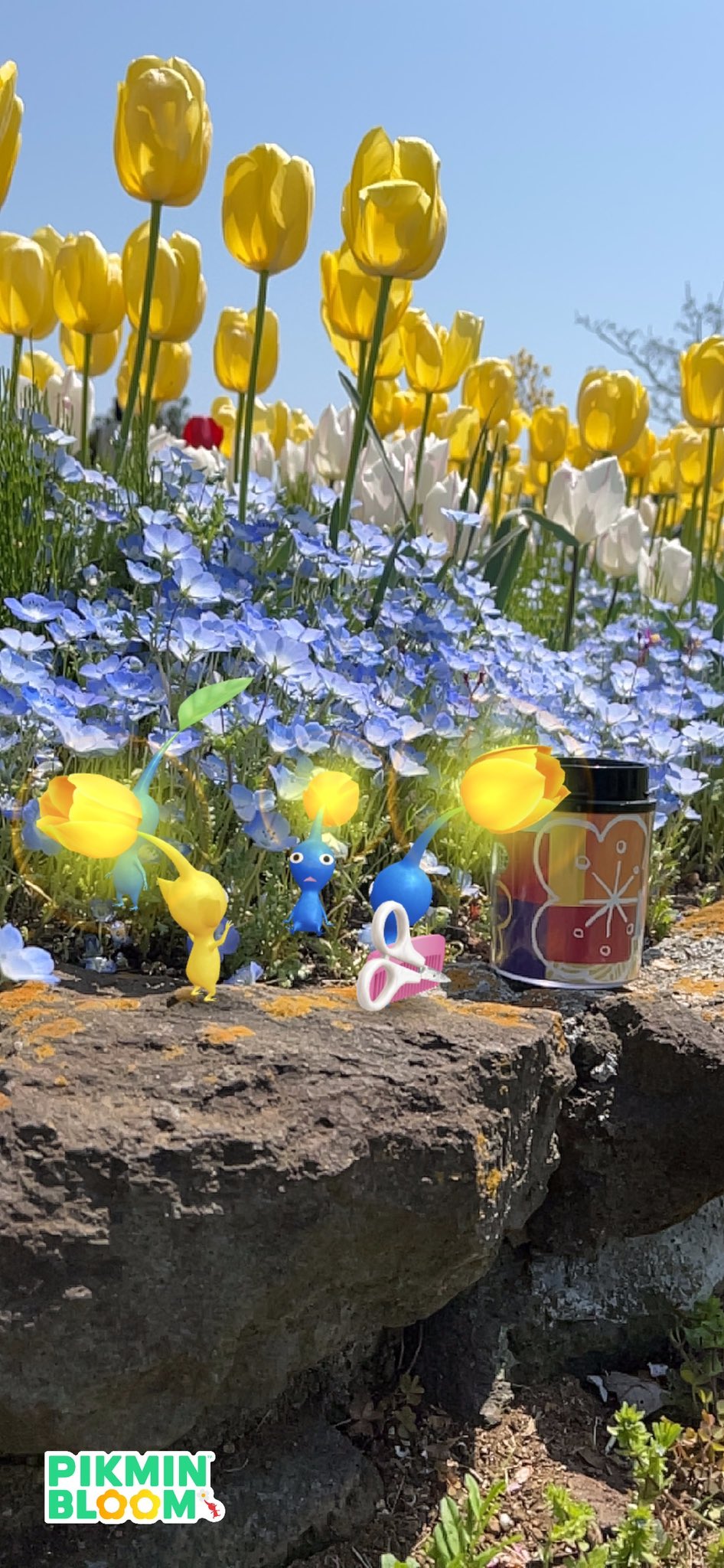 Pikmin Bloom Japan おすすめスポット ピクミンブルーム でビッグフラワーを咲かせたら 本物のチューリップも見に行きましょう 東京 国営昭和記念公園 茨城 国営ひたち海浜公園 北海道 かみゆうべつチューリップ公園 皆さんのおすすめ