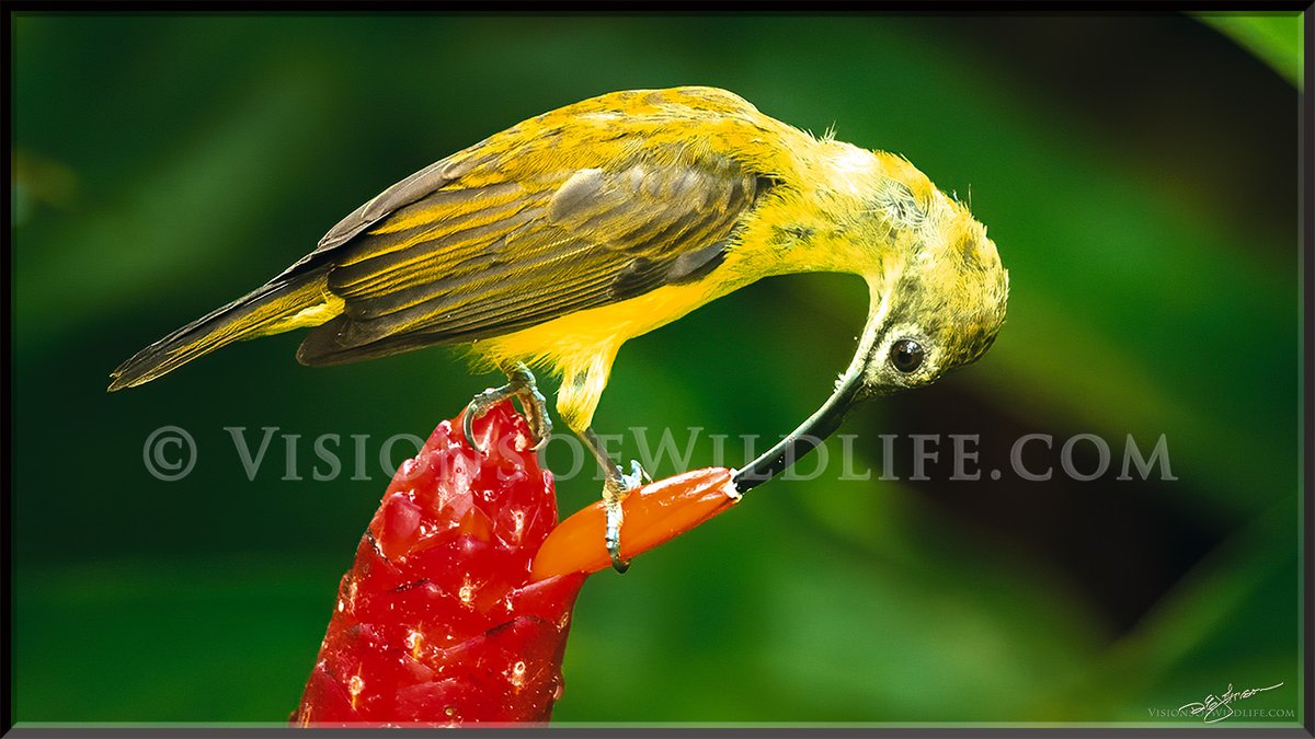 VisionsOfWildli's tweet photo. Olive backed sunbird
#wildlife #wildlifephotography #nature #nft #naturephotography #NFTCommunity #nftphotographer #photography #birdphotography #birdwatching #sunbird https://t.co/YO6bxYdf9c
