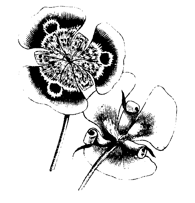 emcbot1's tweet photo. EMC_Phase2:clipart/iff/natural/flowers/lotsof/flowerse-h/flowere07.iff  #Flower #Petal #Plant #Art #Font #Illustration #FloweringPlant #Drawing #CreativeArts #Pedicel https://t.co/dI2m17wIZ6