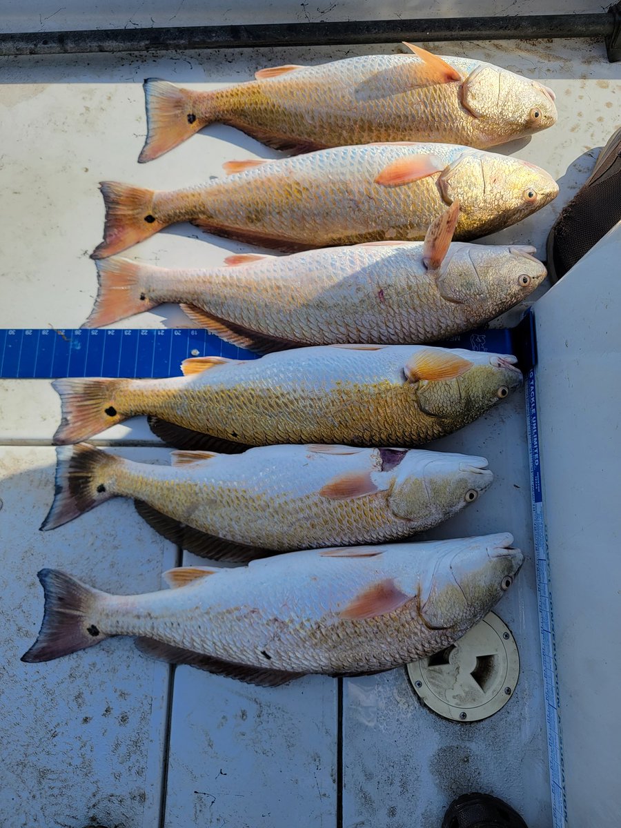 bigrodtowing's tweet photo. Chasin' Limits Guides service

Redfish bite is 🔥 
Few dates left in May, June, July.
Capt. Rodney Rodriguez 
8329450073
#Matagorda #freeport https://t.co/g99D6Wi6Pb