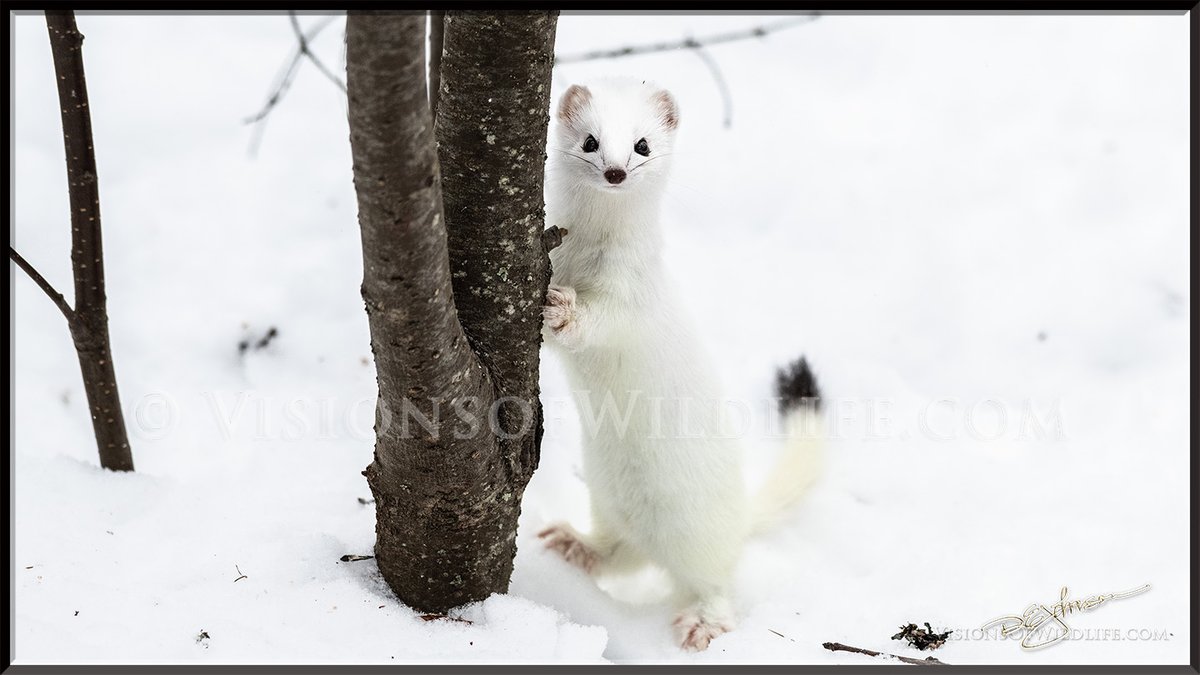 VisionsOfWildli's tweet photo. #wildlife #wildlifephotography #nature #nft #naturephotography #NFTCommunity #nftphotographer #photography #ermine https://t.co/ifK8c1nGD1