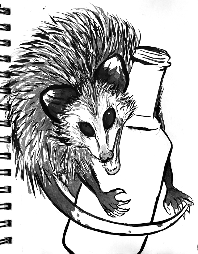 xy01011010's tweet photo. Little poss I forgot to post from early January.
#ink #inkdrawing #inkart #art #artwork #opossum #possum #marsupial #didelphis #didelphisvirginiana #brushpen #trash #garbage #gremlin #goblin https://t.co/rPVVaxQMW9
