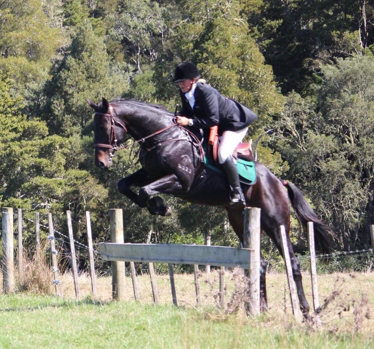 ITRProgram's tweet photo. Another talented ITR graduate! Former Tony Millard trained galloper Bold Stitch S323. 3 years retired now and excelling at everything that has a Jump in it! Hunting, Show Jumping, Eventing, there isn't much this horse can't do! @HKJC_Racing #ITR #retiredracehorse @dommillard1 https://t.co/x6uKGnMz5K