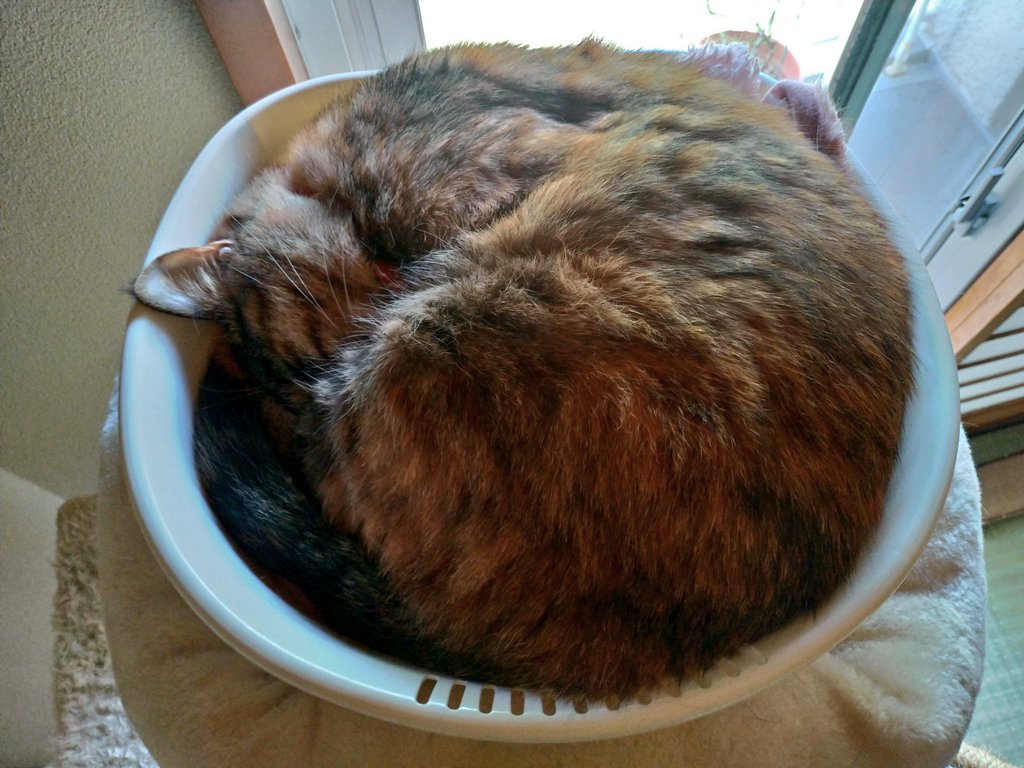 猫鍋 Twitter Search Twitter 猫鍋 Twitter Search Twitter