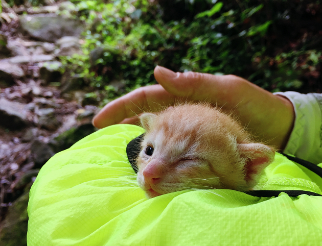 Straycat_nft's tweet photo. Let more people know about cats！

Show your cat below 👇

Or tweet a picture of a cat tag us ! 

We'll pick a fun and cute one to give away for 50usdt #USDT Good luck~

72hours⏰

#NFTGiveaway #NFTdrop #NFTdrops #Airdrop #NFTCommunity #MetaverseNFT #cats https://t.co/d52ubdArK3