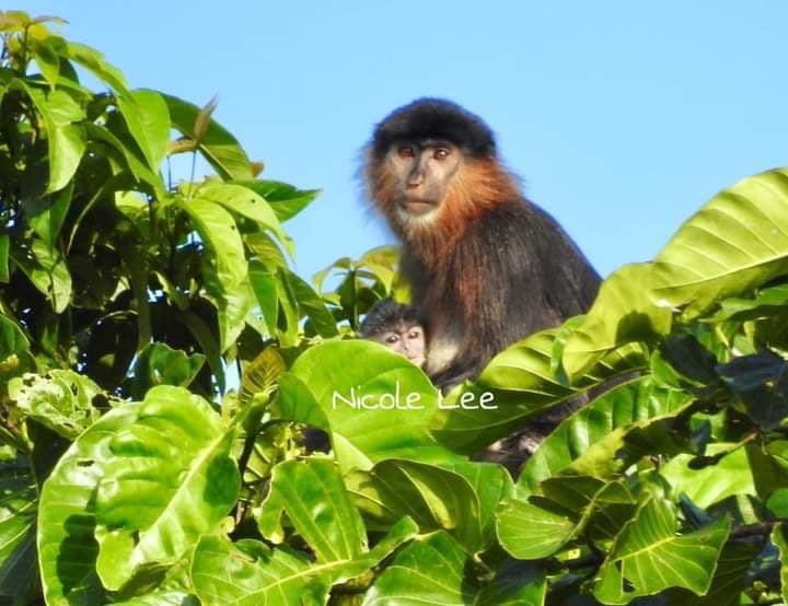 PrimateWatching's tweet photo. A possible hybrid between a proboscis monkey male and a silvered langur female in Borneo. This hybrid has her own infant too. Read more: https://t.co/99zgIJW819 https://t.co/cMwWENxQnA